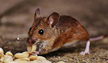 squirrel-control Experts in West Brookfield